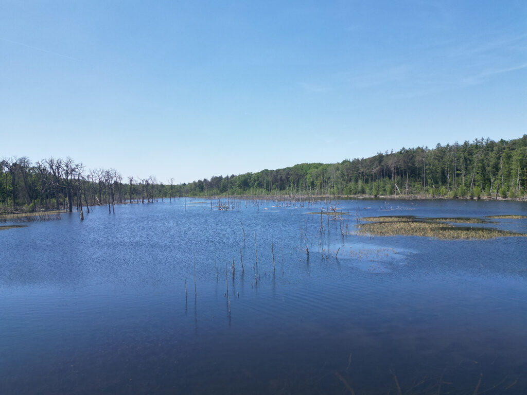 Ein See umgeben von Bäumen. Aus dem Wasser ragen Überreste abgestorbener Bäume. 