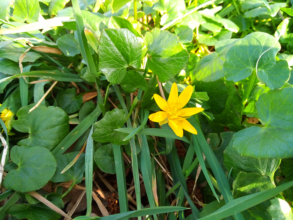 Eine Pflanze mit herzförmigen grünen Blättern und fünf goldgelben, sternförmigen Blüten.