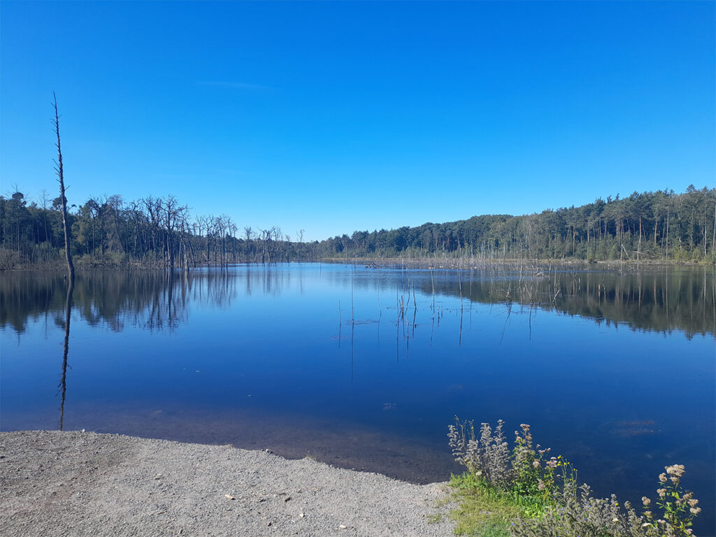 Ein See umgeben von Bäumen. Aus dem Wasser ragen Überreste abgestorbener Bäume.