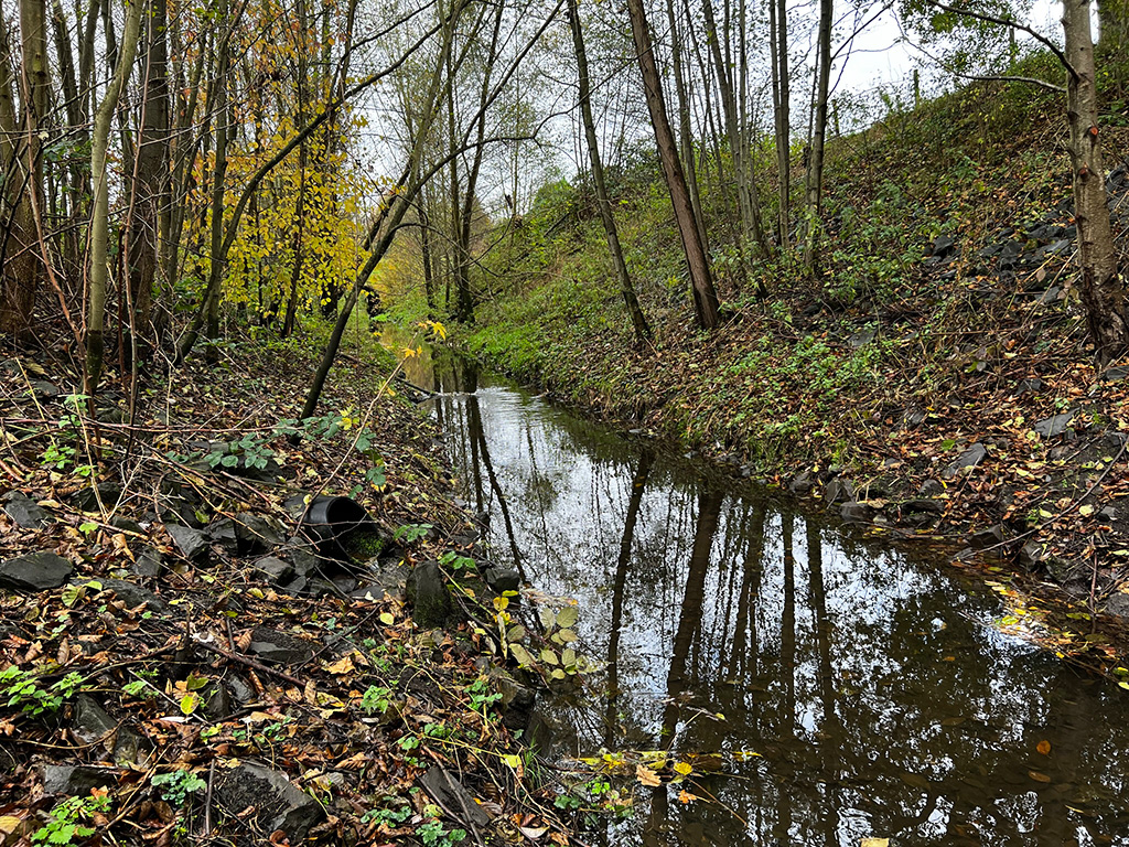 Ein Bach, auf dessen Böschung herbstliches Laub und und zunehmend karge Bäume und Sträucher stehen. 